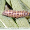 muschampia proto larva5 talysh2